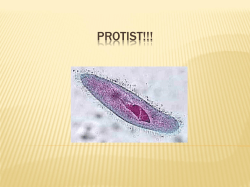 LS Protist PP