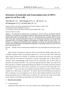 Structures of nucleolus and transcription sites of rRNA genes in rat