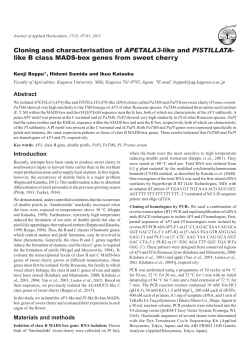 Cloning and characterisation of APETALA3