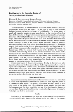 Fertilization in the Coccidia: Fusion of Sarcocystis bovicanis Gametes