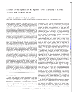 Scratch-Swim Hybrids in the Spinal Turtle: Blending of Rostral