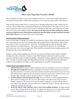 Any Dog Can Live Calmly in a House - Even Yours