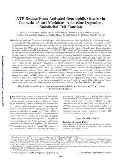 ATP Release From Activated Neutrophils Occurs via Connexin 43