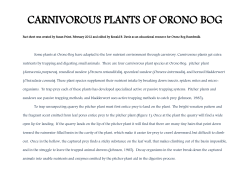 carnivorous plants of orono bog