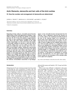 Actin filaments, stereocilia and hair cells of the bird