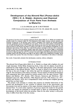 Development of the Almond Nut (Prunus dulcis (Mill