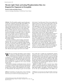 Myosin Light Chain&ndash;activating Phosphorylation Sites Are Required