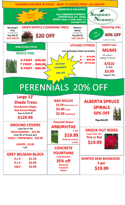 alberta spruce spirals mums $19.99 $19.99