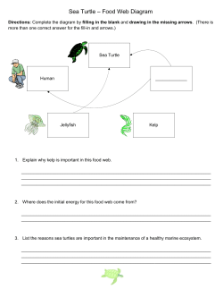 Sea Turtle – Food Web Diagram