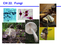 CH 22. Fungi