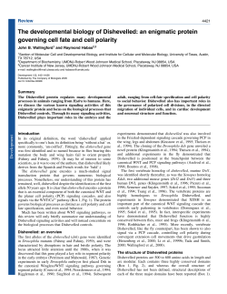The developmental biology of Dishevelled: an