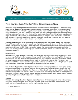 Train Your Dog Even If You Don`t Have Time