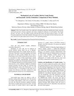 Mechanical lysis of Candida cells for crude protein and enzymatic a