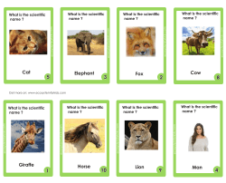 scientific names flash cards