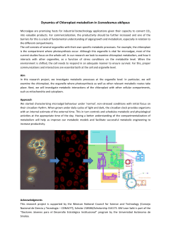 Dynamics of chloroplast metabolism