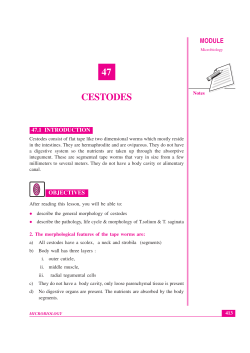 Lesson 47. Cestodes
