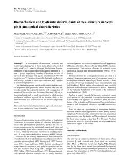 Biomechanical and hydraulic determinants of tree structure in Scots