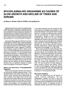 MYCOPLASMALIKE ORGANISMS AS CAUSES OF SLOW