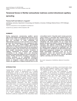 Directionality of capillary sprouting