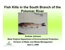Fish Kills in the South Branch of the Potomac River