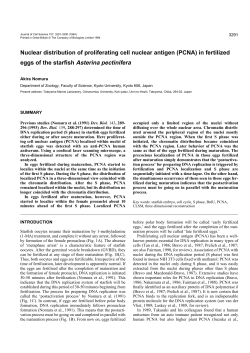 PCNA - Journal of Cell Science