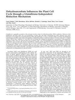 Dehydroascorbate Influences the Plant Cell Cycle