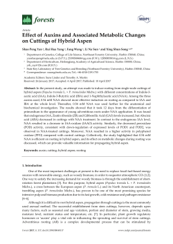 Effect of Auxins and Associated Metabolic Changes on