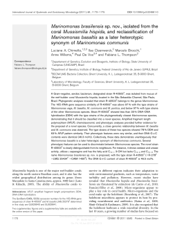Marinomonas brasilensis sp. nov., isolated from the coral