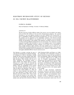 electron microscope study of mitosis in sea urchin
