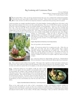 Bog Gardening with Carnivorous Plants