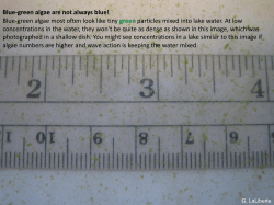 Blue-green algae are not always blue!