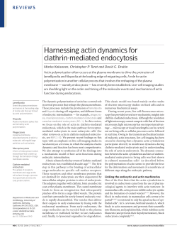 Harnessing actin dynamics for clathrin-mediated endocytosis