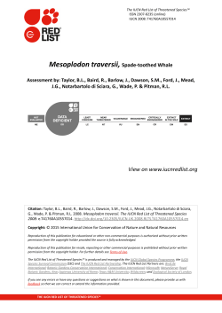 Mesoplodon traversii, Spade-toothed Whale