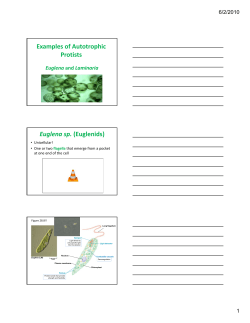Examples of Autotrophic Protists Euglena sp