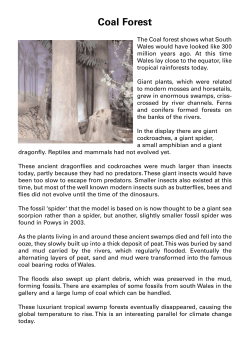 coal forest - National Museum Wales