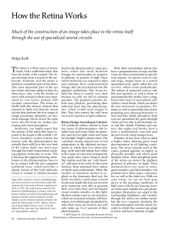 How the Retina Works - Webvision