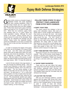 Gypsy Moth Defense Strategies