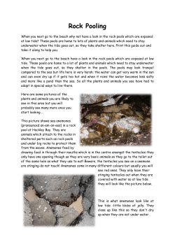 Rock Pooling - Centre of Expertise for Waters