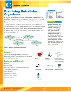 Examining Unicellular Organisms