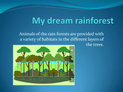 Animals of the rain forests are provided with a variety of habitats in