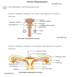 Human Reproduction - E