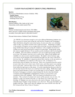 Ranitomeya imitator