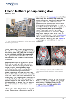 Falcon feathers pop-up during dive