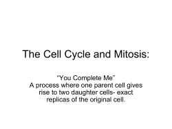 The Cell Cycle and Mitosis File