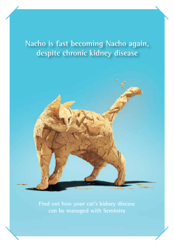Nacho is fast becoming Nacho again, despite chronic kidney disease