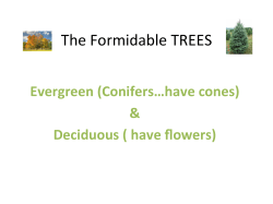 The Formidable TREES