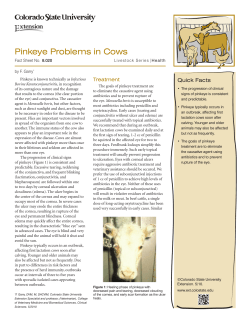 Pinkeye Problems in Cows - Colorado State University Extension