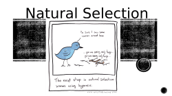 Natural Selection Slideshow Notes File