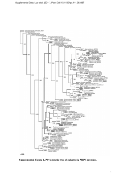 Supplemental Figure 1. Phylogenetic tree of eukaryotic MIPS proteins.