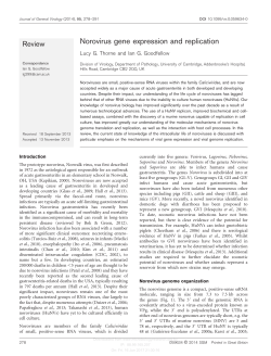 Norovirus gene expression and replication